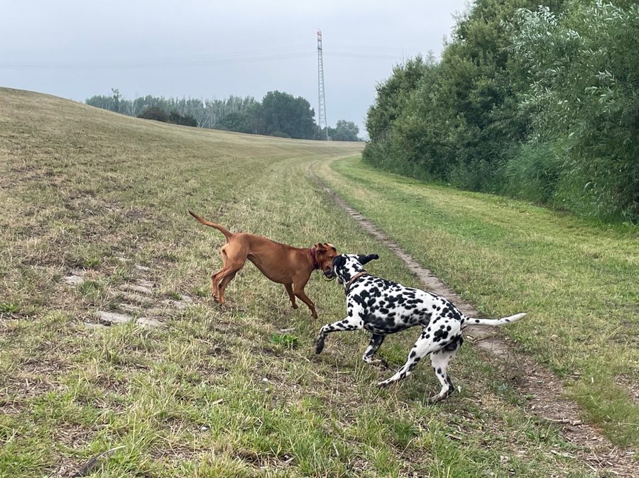Hunde beim gemeinsamen Spiel in der Gruppe