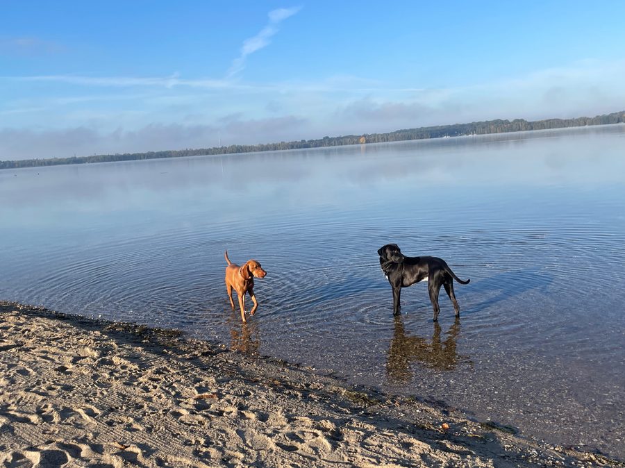 Hund am Wasser