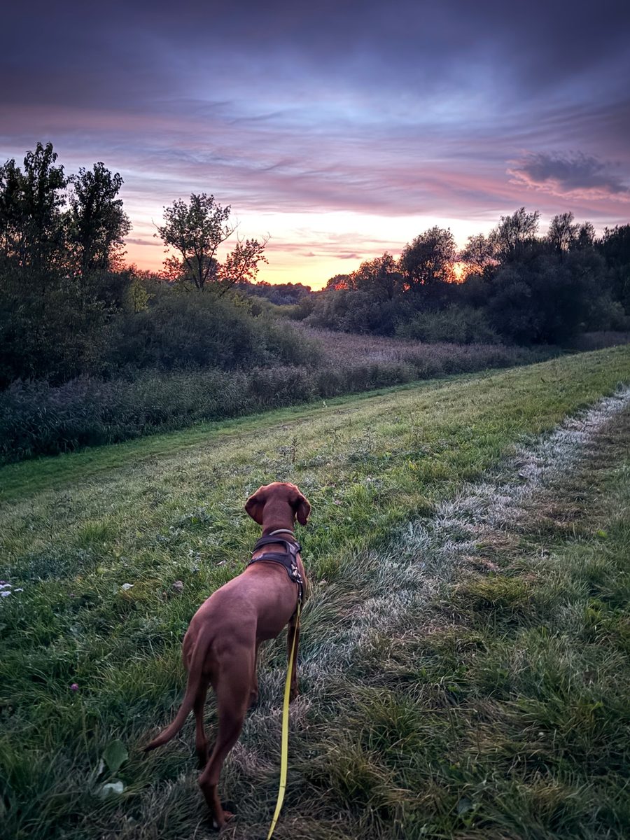 Hund an der Leine im Abendlicht