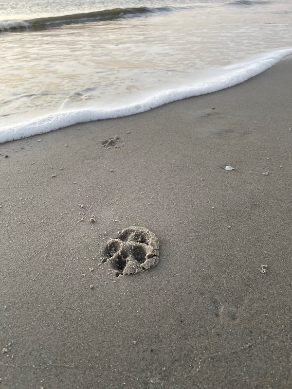 Pfote eines Hundes im Sand